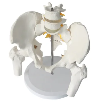Žmogaus, Vyrų Dubens su Juosmens Slankstelių ir Šlaunikaulio Modelis Departamento Ortopedija stuburas Stuburo Modelis