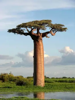Nuotrauka Adansonia Baobab Medį Nuotraukos Meno Filmas Spausdinti Šilko Plakatas Namų Sienų Dekoras 24x36inch