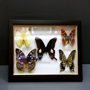 1 rinkinys 5vnt Realus Pavyzdys drugelis pavyzdžio foto rėmelis amatų dovana, namų puošybai apdaila namo apdaila