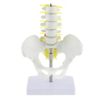 Mini Dubens Žmogaus su 5 Juosmens Slanksteliai, Skeleto Anatomijos anatomijos modelis medicinos studentas prekes
