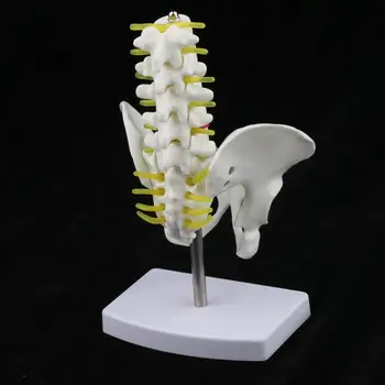 Mini Dubens Žmogaus su 5 Juosmens Slanksteliai, Skeleto Anatomijos anatomijos modelis medicinos studentas prekes
