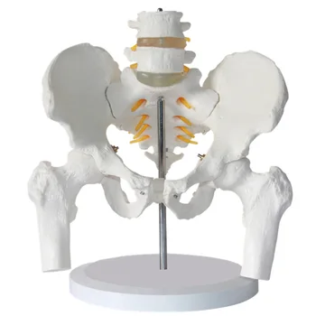 Žmogaus, Vyrų Dubens su Juosmens Slankstelių ir Šlaunikaulio Modelis Departamento Ortopedija stuburas Stuburo Modelis
